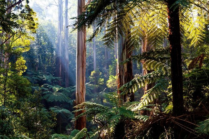 Full-Day Dandenong Ranges Tour With Pickup From Melbourne - Key Points