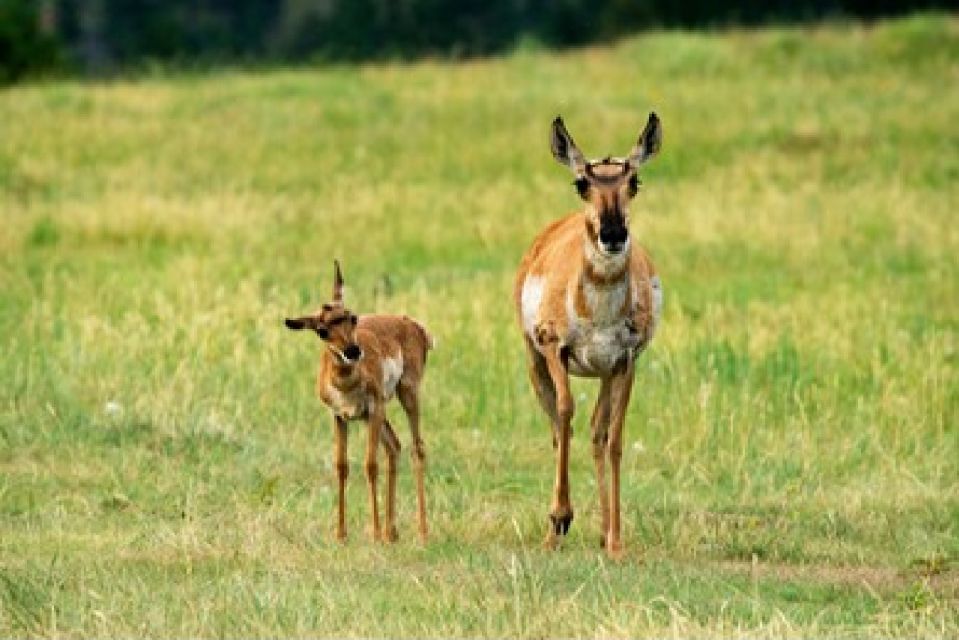 Grand Teton National Park: 4-Hour Guided Wildlife Adventure - Key Points