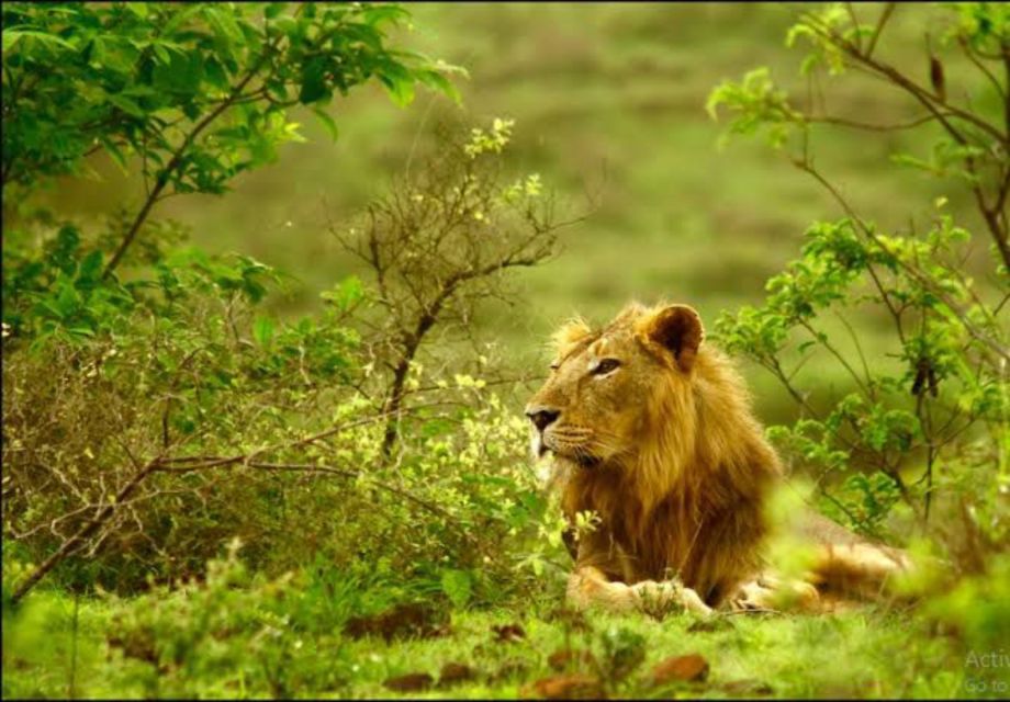 Gujarat: Gir National Park Guided Jeep Safari - Key Points