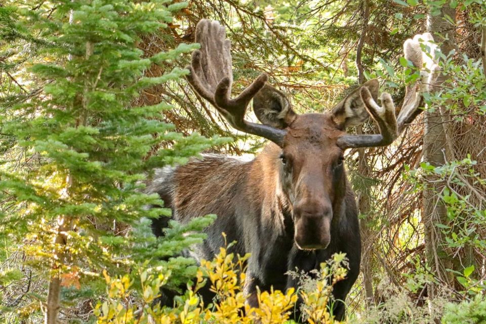 Half-Day RMNP Mountains to Sky Tour-RMNPhotographer - Key Points