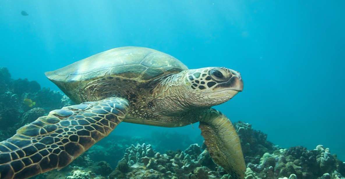 Hilo: Sea Turtle Lagoon and Black Sand Beach Snorkel - Activity Overview