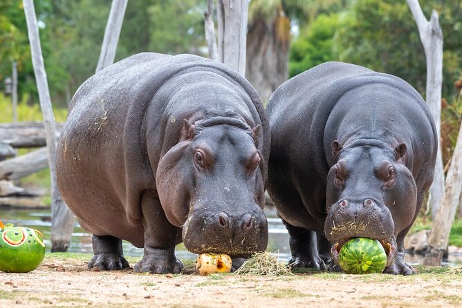 Hippo Experience at Werribee Open Range Zoo - Excl. Entry - Key Points