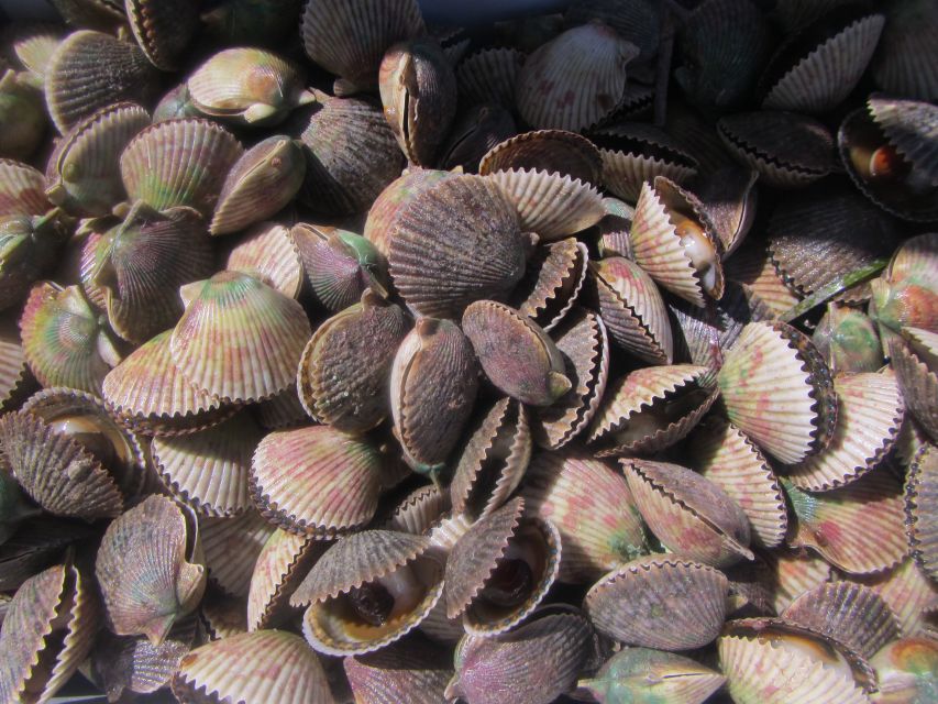 Homosassa: Snorkel & Scallop Hunt in Gulf of Mexico - Key Points