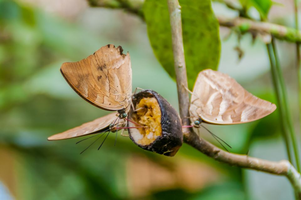 Iquitos: Amazon River Full Day Guided Tour - Key Points