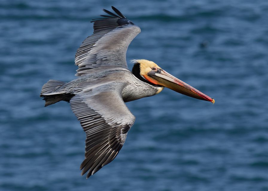 Juan Dolio: Los Haitises Guided Hike and Kayaking - Key Points