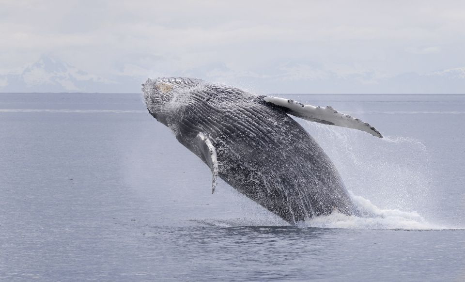 Juneau: Whale Watching and Wildlife Cruise With Local Guide - Key Points