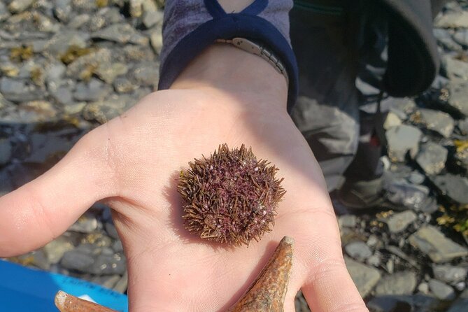 Kayak Paddle on Resurrection Bay - Key Points