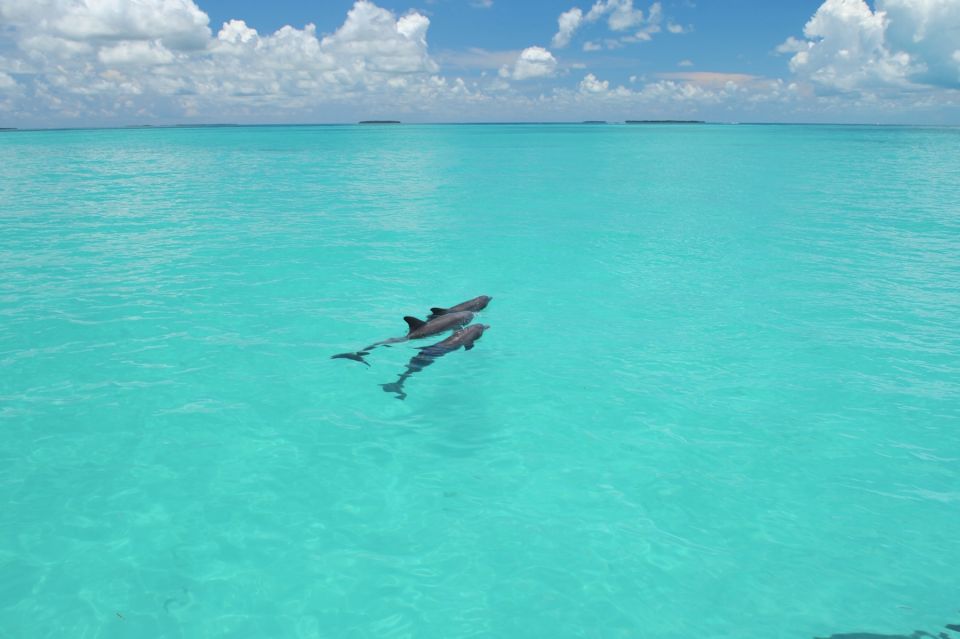 Key West: Search for Dolphins on a Cruise With Snorkeling - Key Points