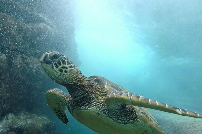 Kona Coast 3-hour Midday Snorkel Tour  - Big Island of Hawaii - Key Points