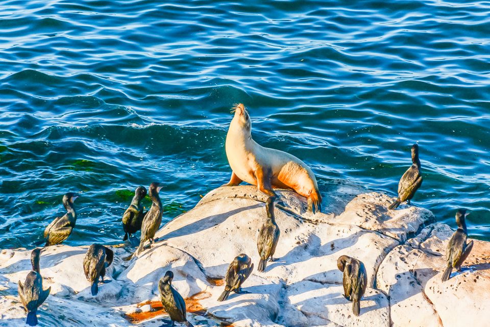 La Jolla: Sea Cave Kayaking Tour With Guide - Key Points