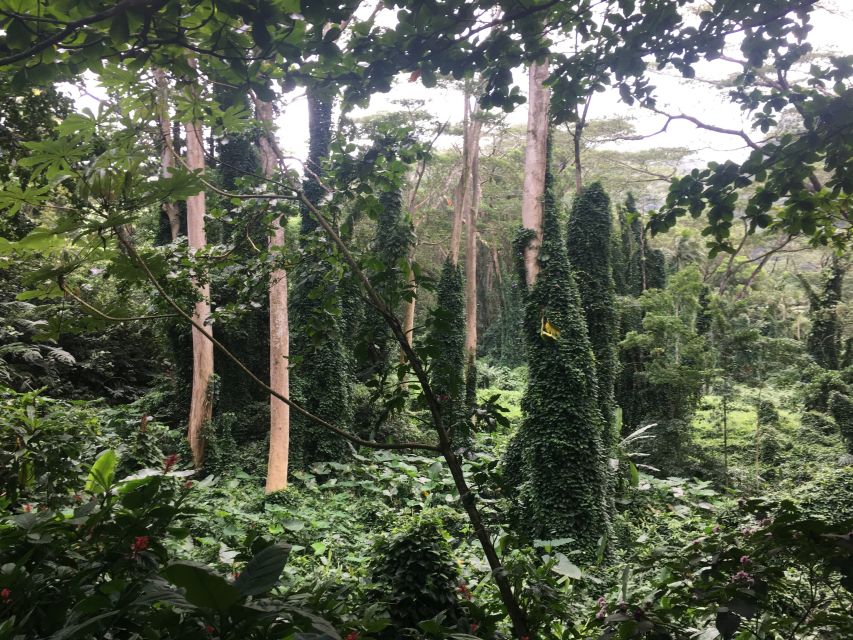 Manoa Falls Ebike to Hike