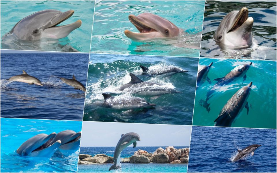 Miami: Day Trip to Key West W/ Dolphin Watching & Snorkeling - Key Points