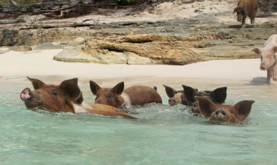 Nassau: Rose Island Swimming Pigs Morning Tour - Key Points