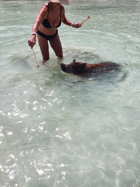 Nassau: Rose Island Swimming Pigs & Turtles Snorkeling Tour - Key Points