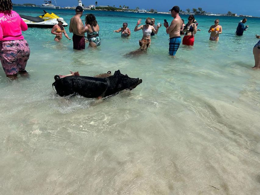 Nassau: Snorkeling, Pig Beach, Swim With Turtles, and Lunch - Itinerary