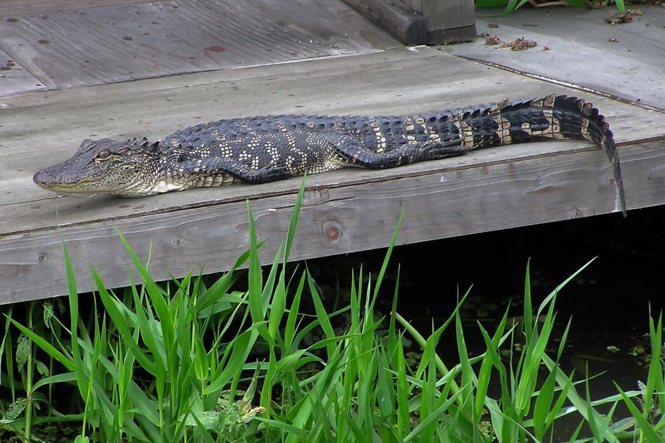 New Orleans: Destrehan Plantation & Airboat Combo Tour - Key Points