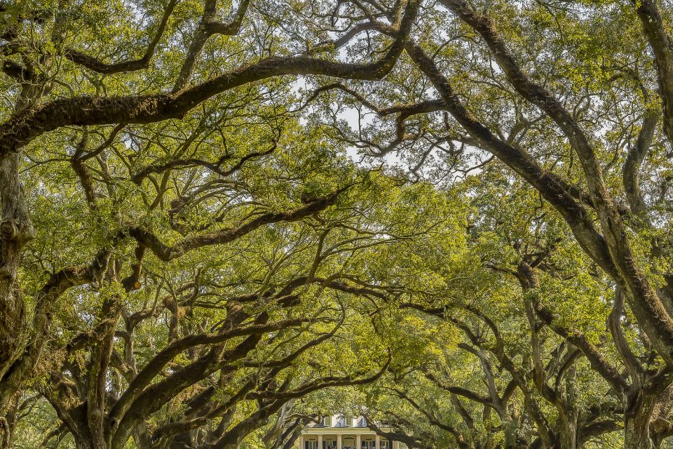 New Orleans: Oak Alley Plantation & Swamp Cruise Day Trip - Highlights