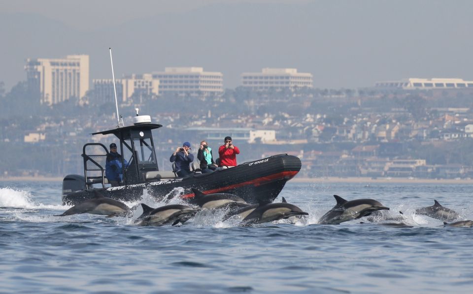 Newport Beach: Ultimate Whale Watching Adventure - Activity Details