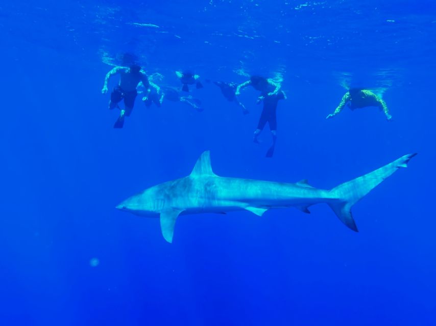 Oahu: North Shore Cageless Shark Snorkeling Tour - Key Points