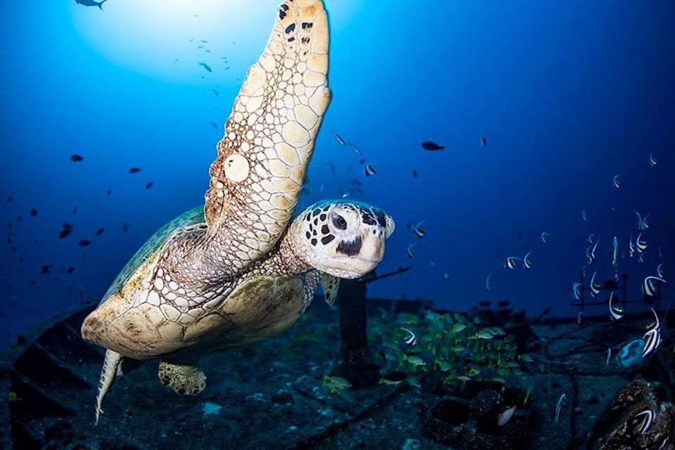 Oahu: Waikiki Submarine Tour - Key Points