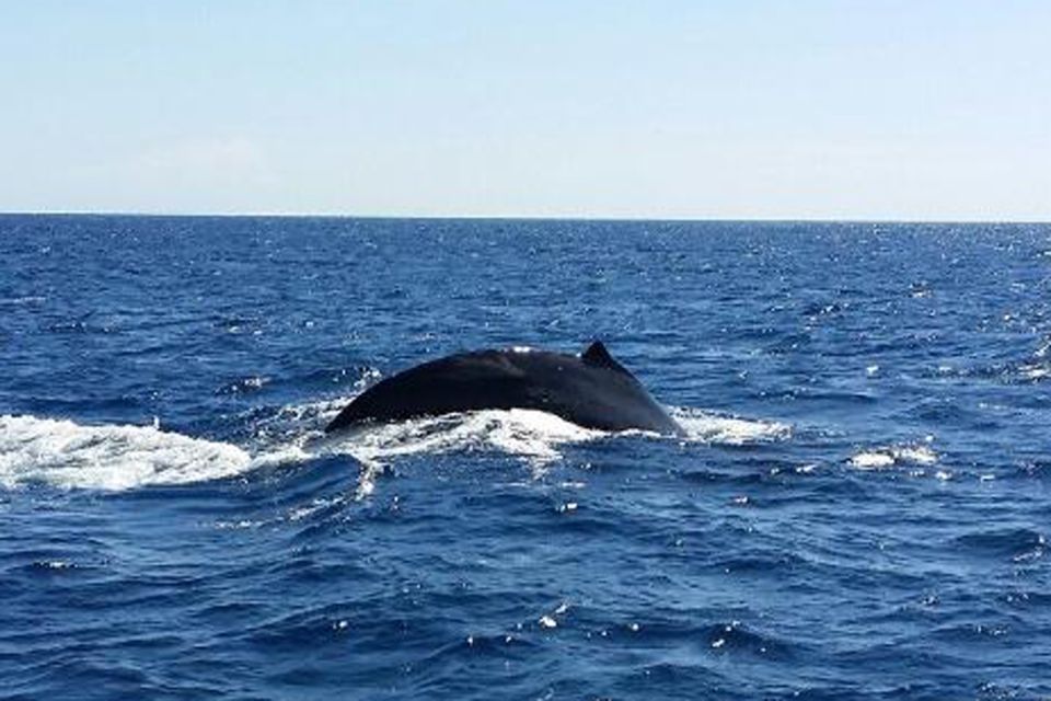 Oahu: Whale Watching Afternoon Sailing Cruise - Key Points