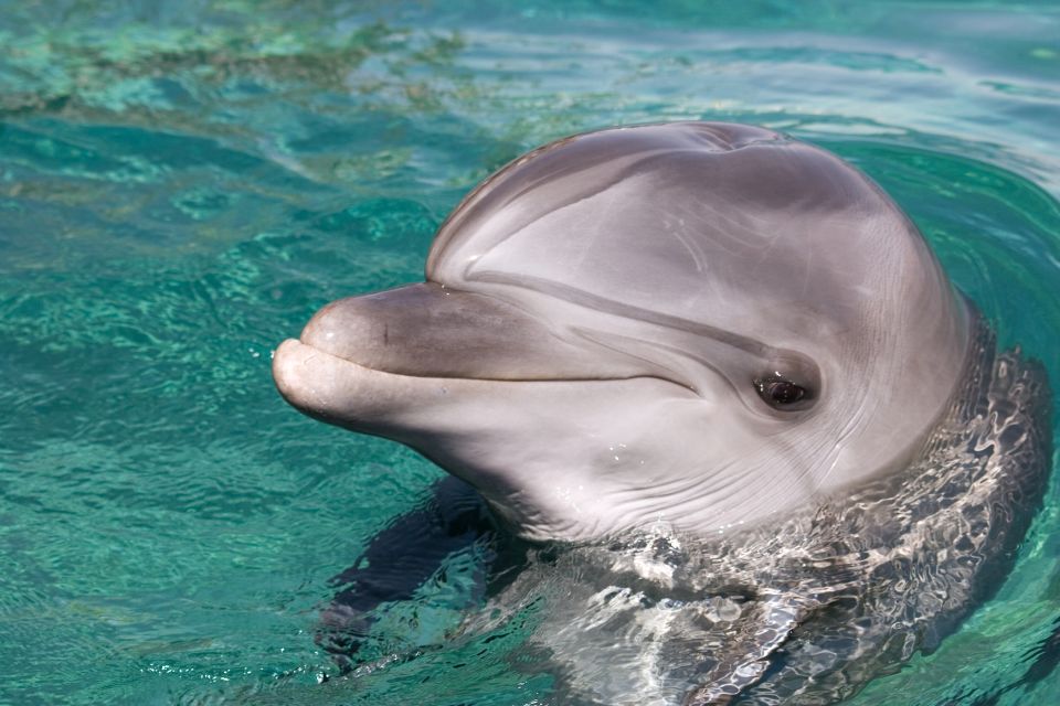 Ocho Rios: Full-Day at Dolphin Cove & Swim With the Dolphins - Key Points
