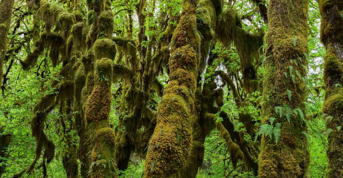 Olympic National Park: Hoh Rain Forest and Rialto Beach Tour - Key Points