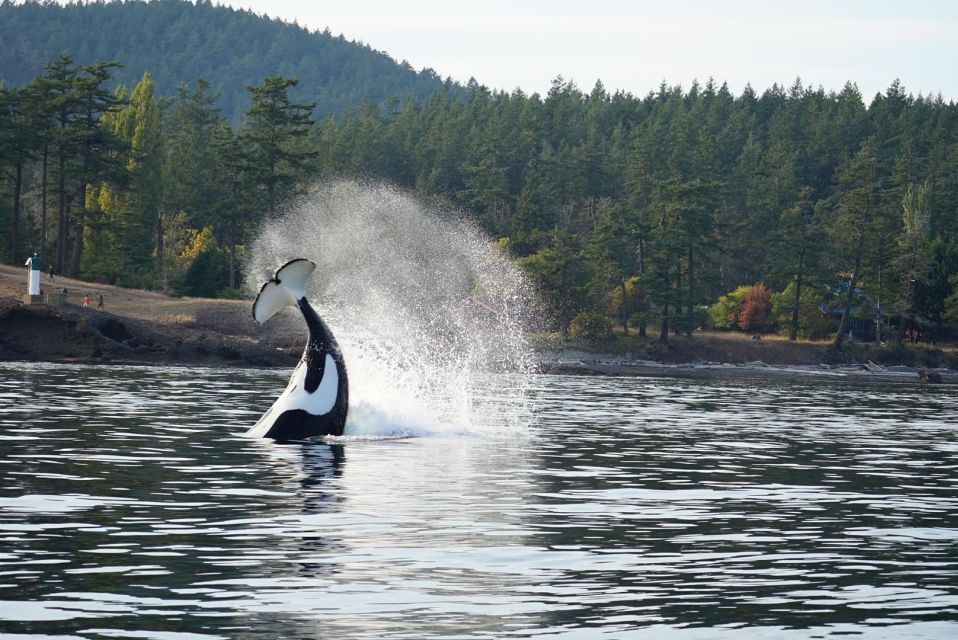 Orcas Island: Orca Whales Guaranteed Boat Tour - Key Points