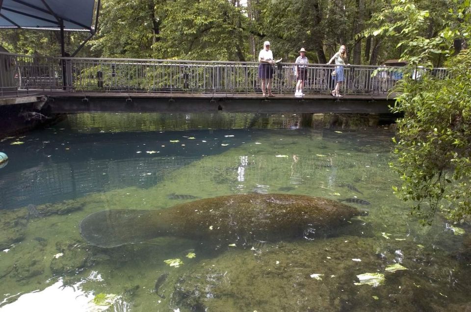 Orlando: Swim With Manatees and Homosassa State Park Visit - Key Points