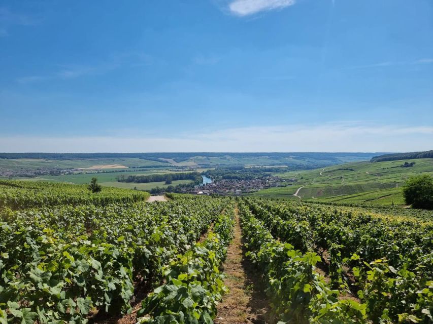 Paris: Private Epernay Trip With Champagne Vineyard Tastings - Key Points