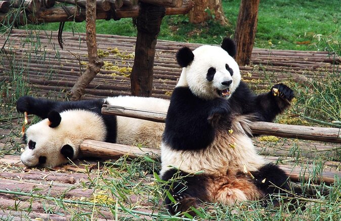 Private Dujiangyan Panda Base Panda Rescue Center Volunteer for a Day - Key Points