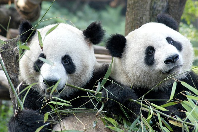 Private Half-Day Chengdu Panda Breeding Center Tour With Optional Volunteer - Key Points