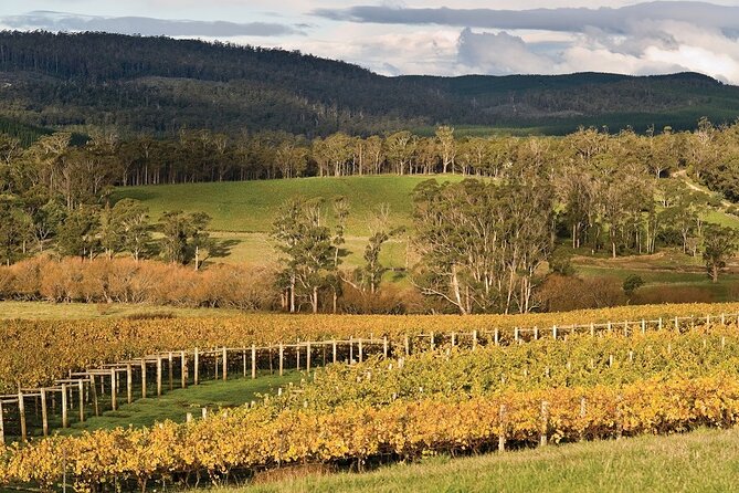 Private Pinot Noir Wine Tasting & Platter in Adelaide Hills - Key Points