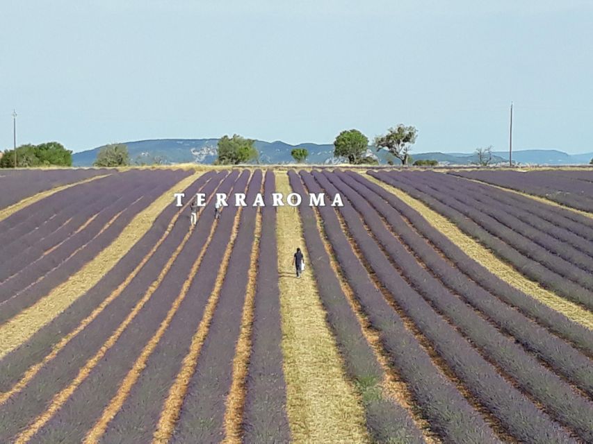 Provencal Elegance: Lavender, Olive Oil, and Wine Odyssey - Key Points