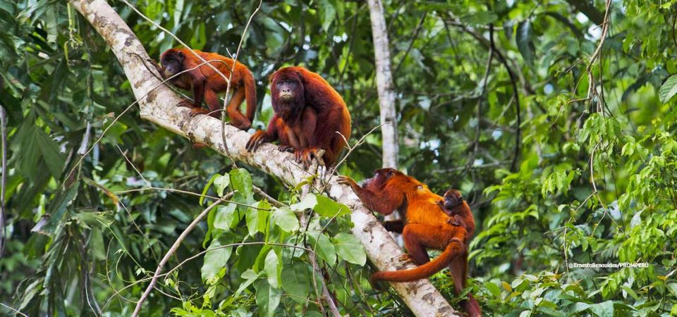 Puerto Maldonado: Tour to the Tambopata Clay Licks - 6 Days - Key Points