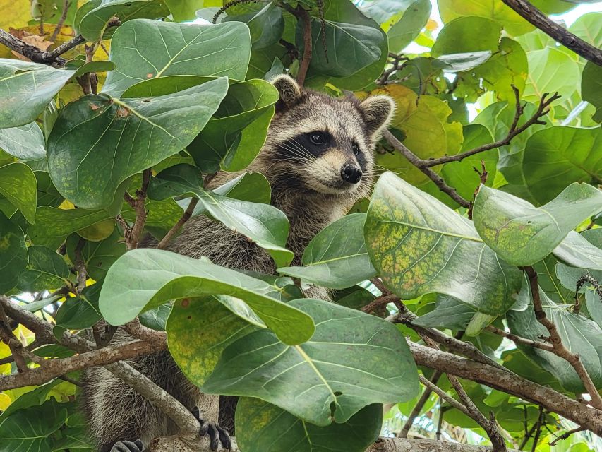 Raccoon Island: Exploration on SUP/Kayak - Tour Details