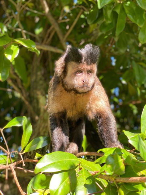 Rio De Janeiro: Pedra Bonita Trail and Taunay Waterfall - Key Points