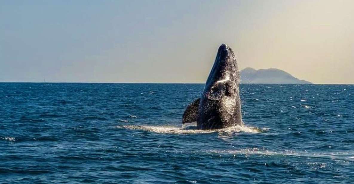 San Diego: Half-Day Marine Wildlife Tour With Lunch - Booking Details