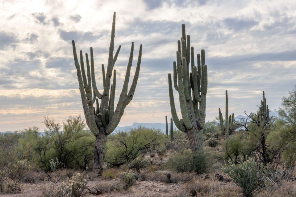 Scottsdale: Painted Sky Sunset Jeep Tour - Key Points