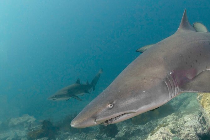 Scuba Dive With Grey Nurse Sharks in Bushrangers Bay - Key Points