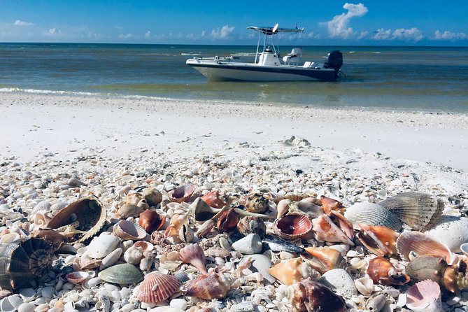 Shelling Tours - Fort Myers Beach / Naples - Key Points