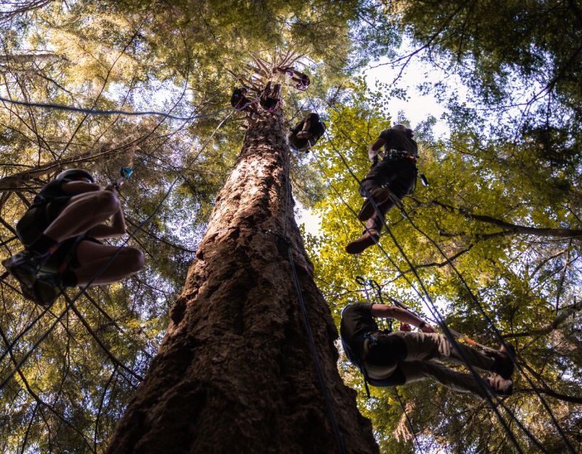 Silver Falls: Old-Growth Tree Climbing Adventure - Key Points