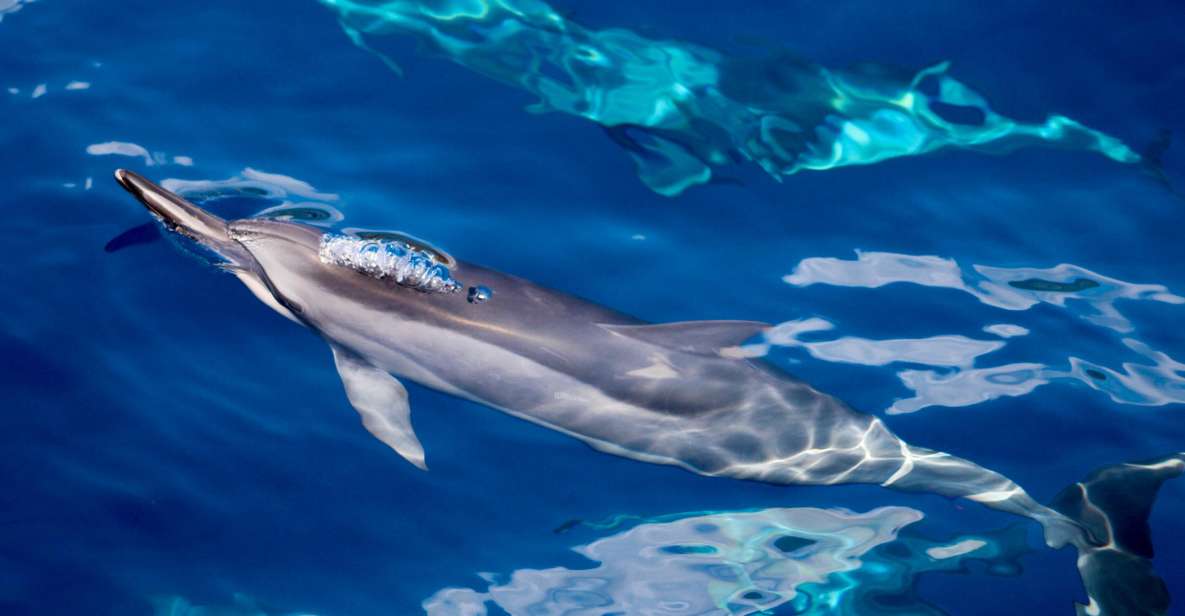 South Maui: Lanai Snorkel & Dolphin Watch From Maalaea - Key Points