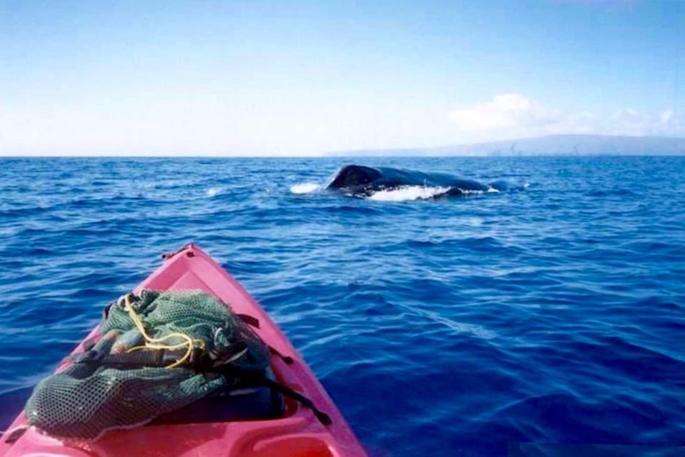 South Maui: Whale Watch Kayaking and Snorkel Tour in Kihei - Key Points