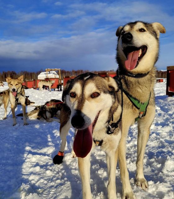Talkeetna: Alaskan Winter Dog Sledding Experience - Key Points