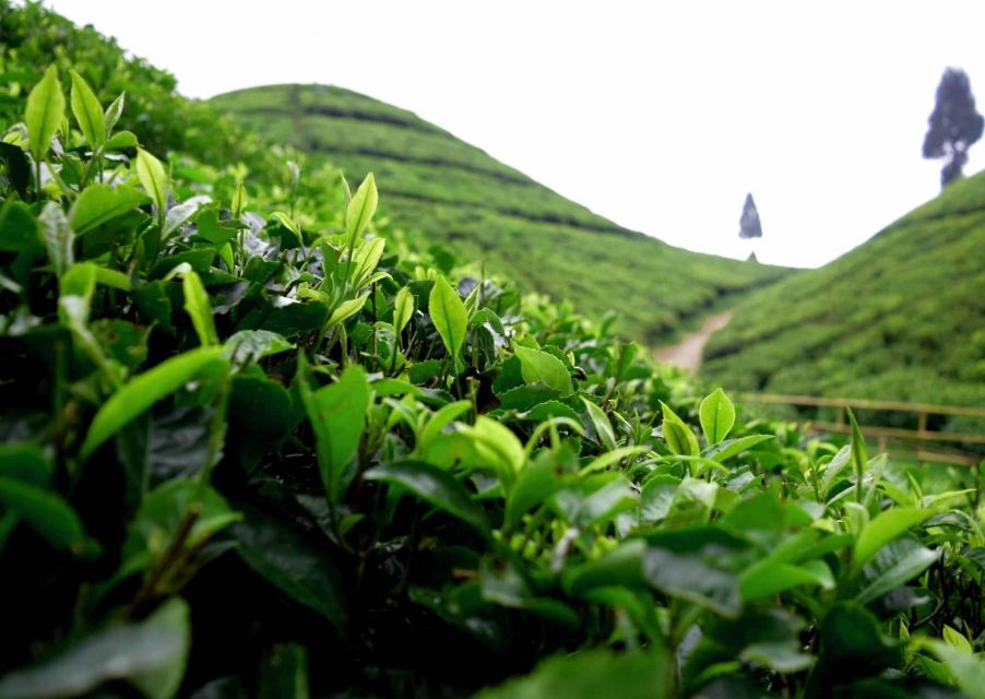 Tourisct Highlights of Darjeeling (Guided Fullday Tour) - Tour Details