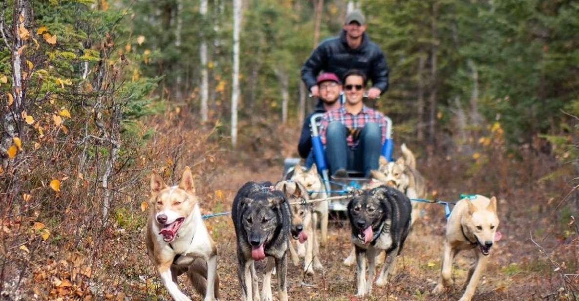 Willow: Summer Dog Sledding Ride in Alaska - Key Points