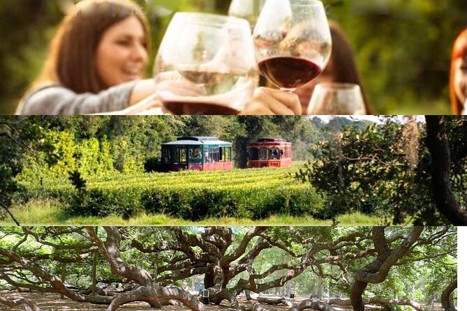 Wine Sippin, Tea Drinkin & Tree Huggin Tour: The Wadmalaw Adventure - Key Points