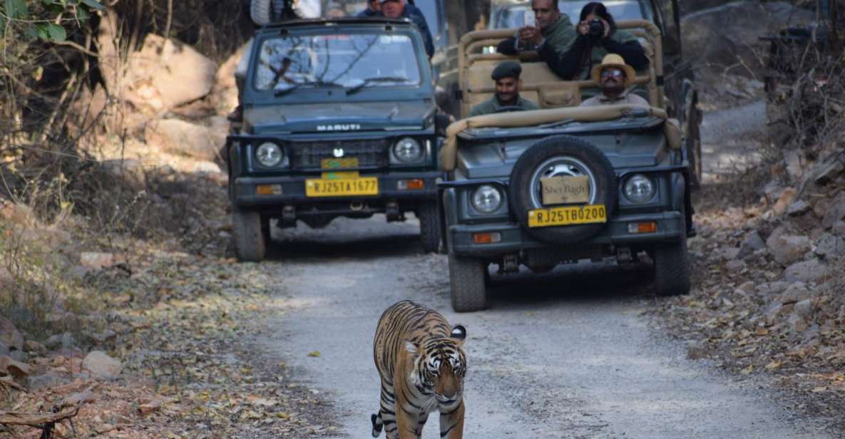 1 Night 2 Days Ranthambhore WildLife Tour From Jaipur - Key Points