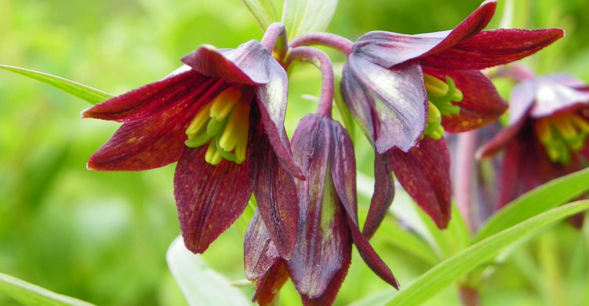 From Anchorage: Chugach State Park Walk With Naturalist - Activity Details